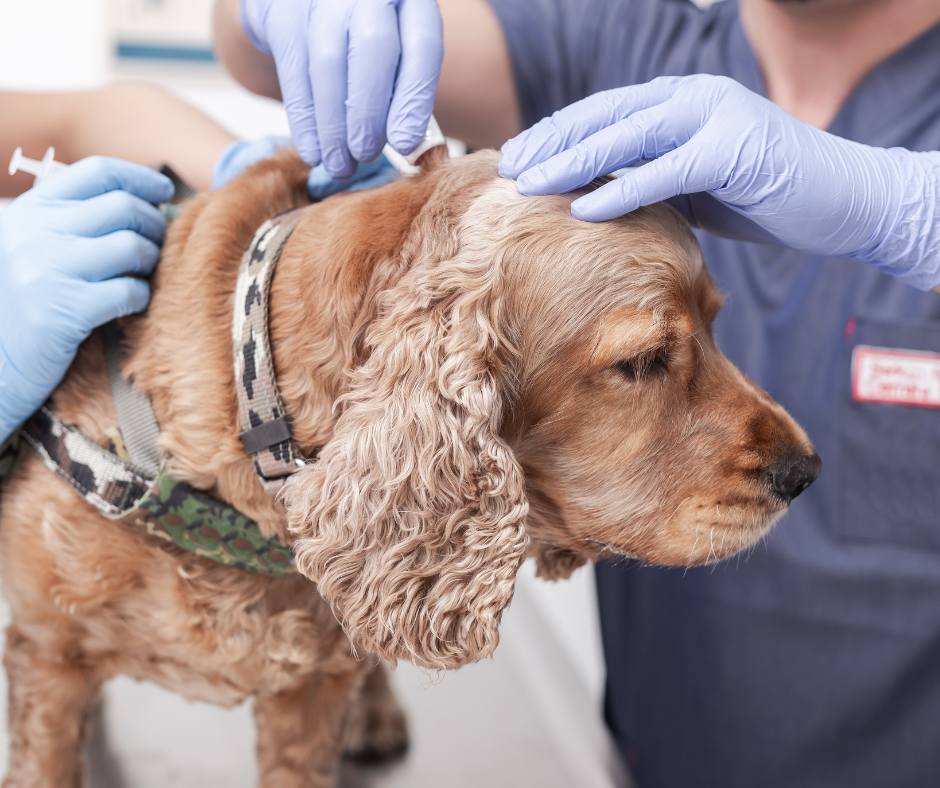 When Should You Give Your Dog Insulin